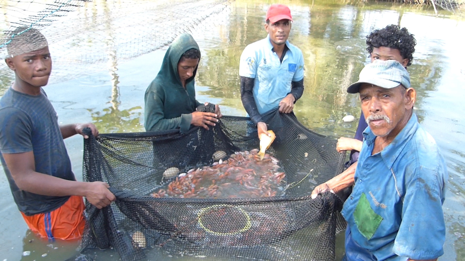 La piscicultura realizada por las comunidades organizadas del norte de Bolívar ha permitido que la ciénaga descanse de la continua extracción primaria de peces, y de paso asegura el alimento familiar diario.   